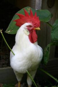 Leaving Detroit for a Tennessee Homestead Image